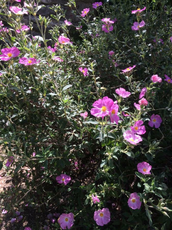 Le Mazet Des Joncs En Provence Villa Saint-Pierre-de-Vassols Kültér fotó