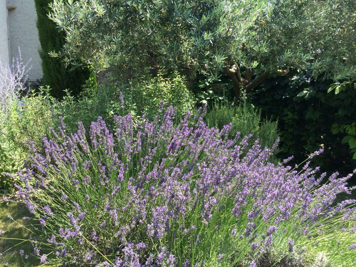 Le Mazet Des Joncs En Provence Villa Saint-Pierre-de-Vassols Kültér fotó